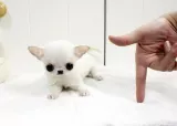 Chihuahua cachorro de pelo corto mini