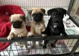 Adorable cachorros yorkies gratis para adopción