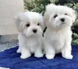 Cachorros Malteses Sobresalientes